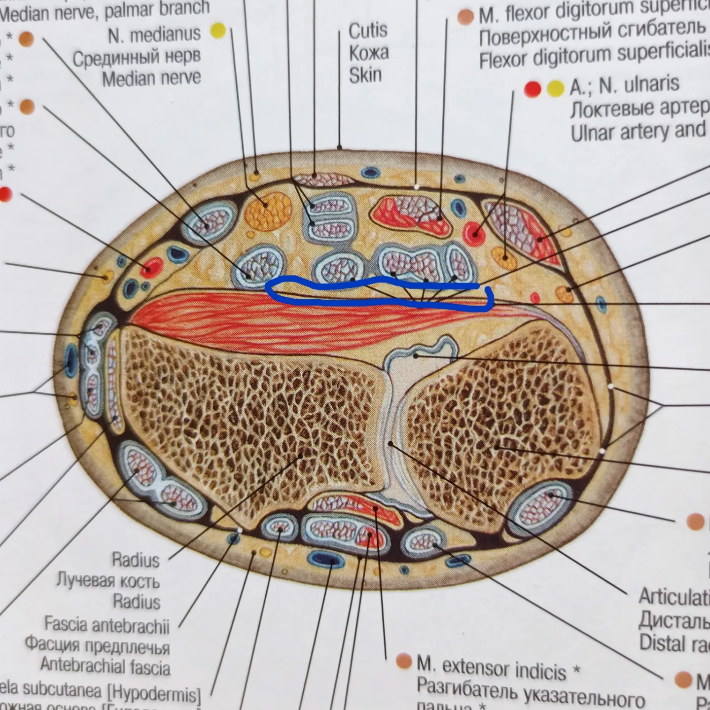 Anatomical terms in honor of N.I.Pirogov - My, Informative, Nauchpop, The medicine, Biology, Scientists, Anatomy, Longpost, 