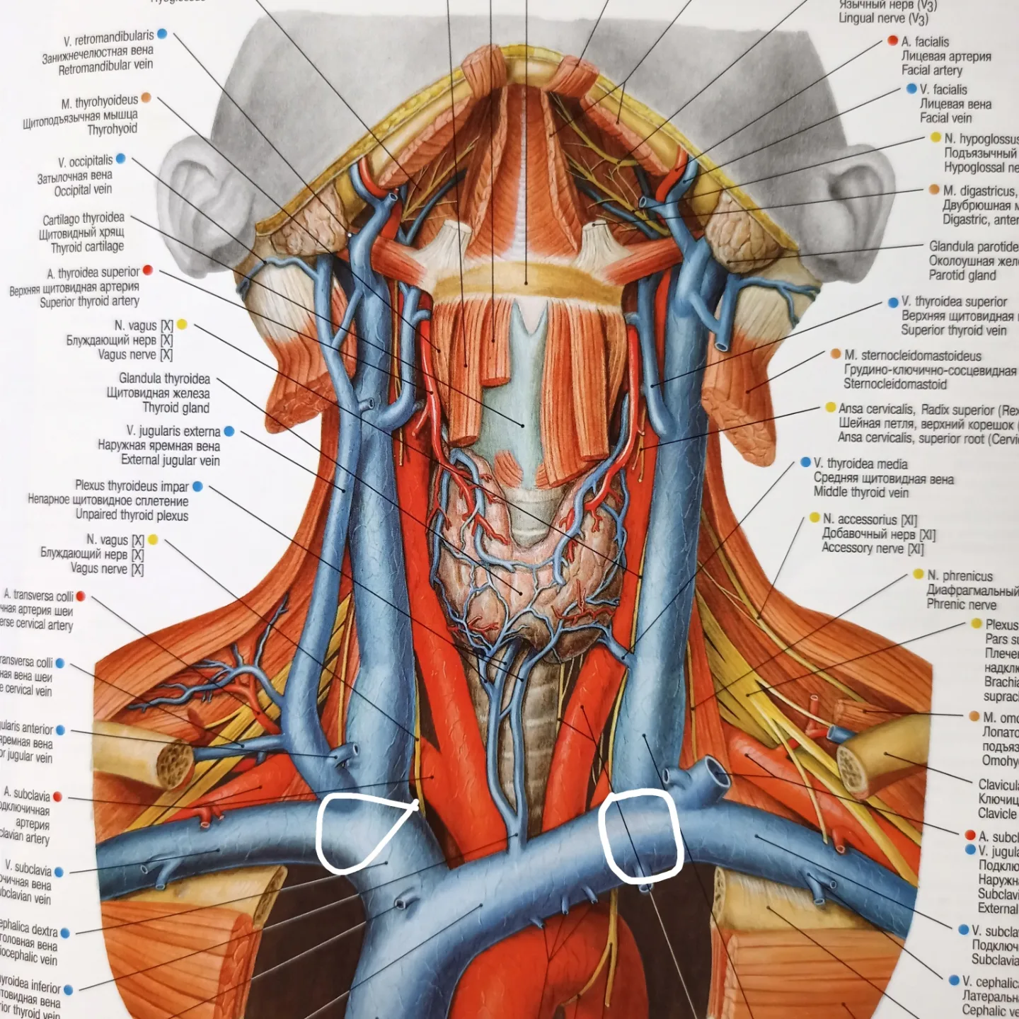 Anatomical terms in honor of N.I.Pirogov - My, Informative, Nauchpop, The medicine, Biology, Scientists, Anatomy, Longpost, 