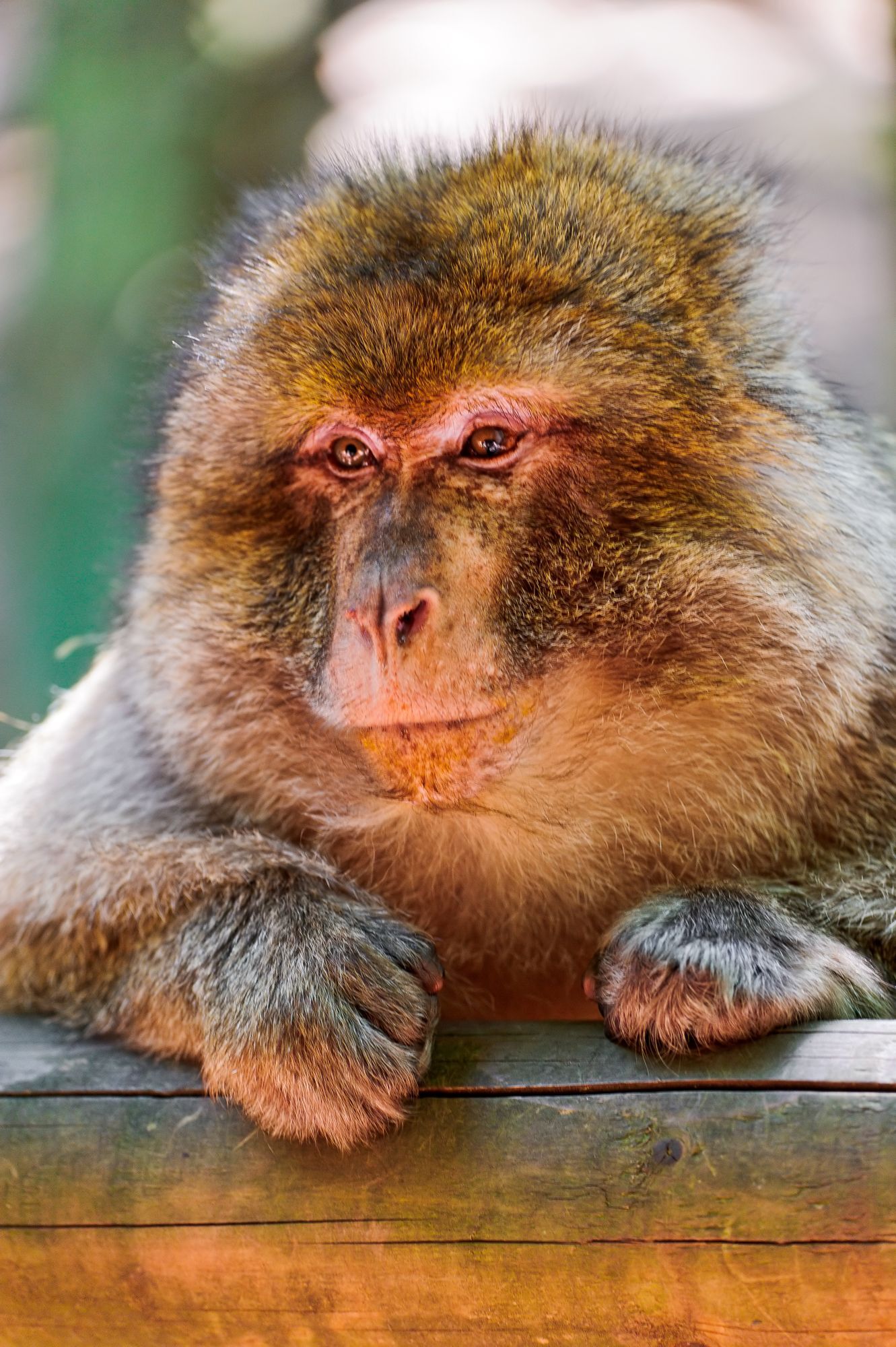 Macaque - Toque, Primates, Monkey, Wild animals, Zoo, The photo, Longpost, 