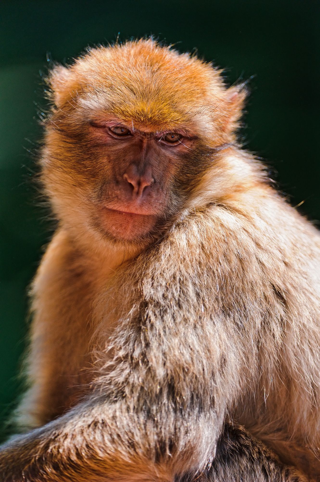 Macaque - Toque, Primates, Monkey, Wild animals, Zoo, The photo, Longpost, 