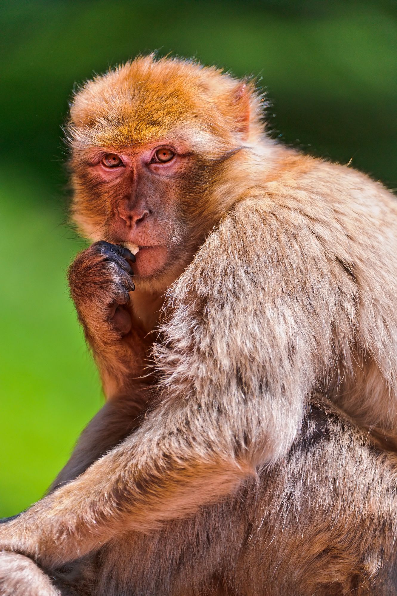 Macaque - Toque, Primates, Monkey, Wild animals, Zoo, The photo, Longpost, 