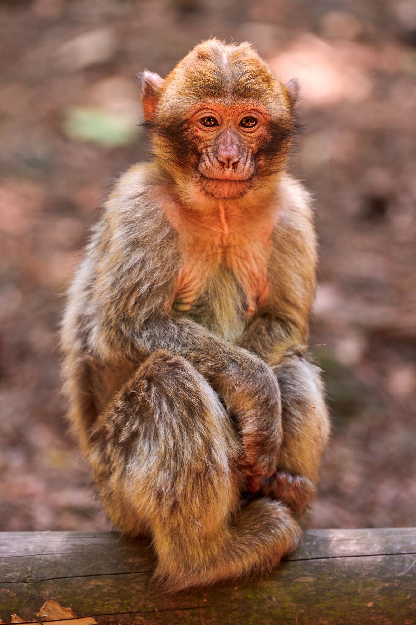 Macaque - Toque, Primates, Monkey, Wild animals, Zoo, The photo, Longpost, 