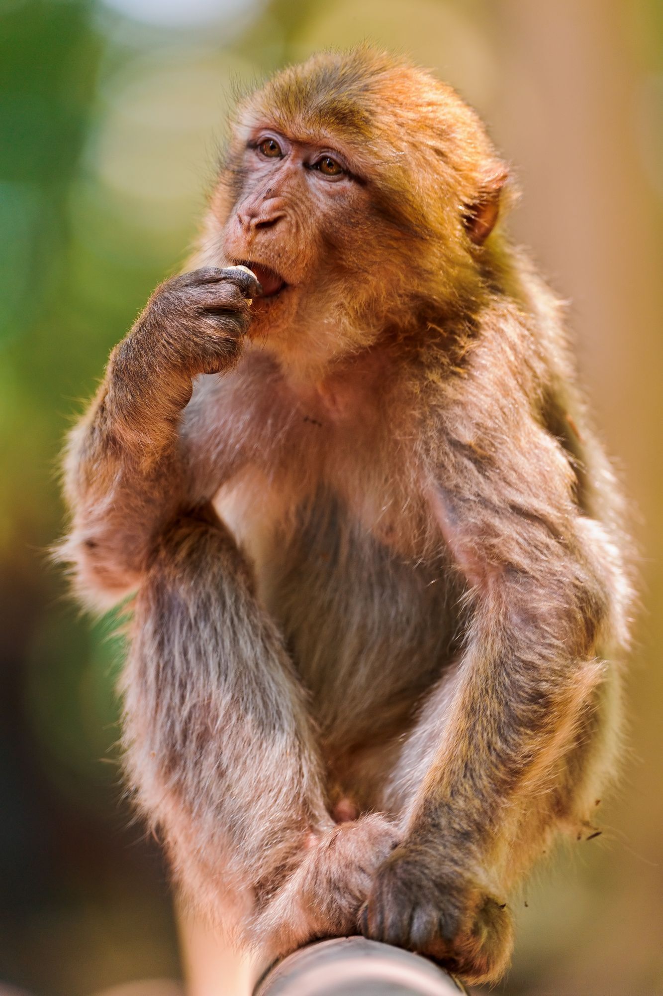 Macaque - Toque, Primates, Monkey, Wild animals, Zoo, The photo, Longpost, 