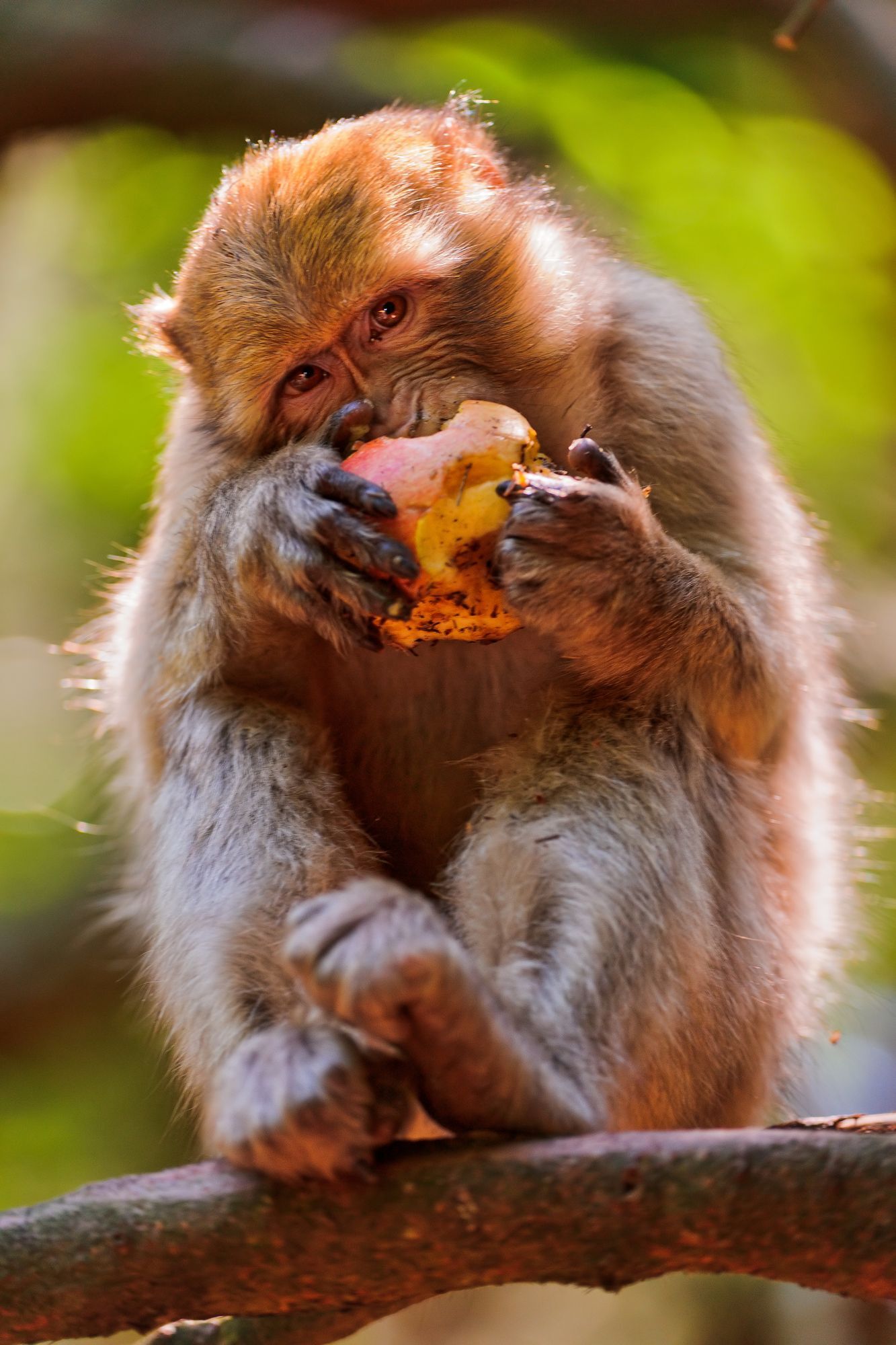 Macaque - Toque, Primates, Monkey, Wild animals, Zoo, The photo, Longpost, 