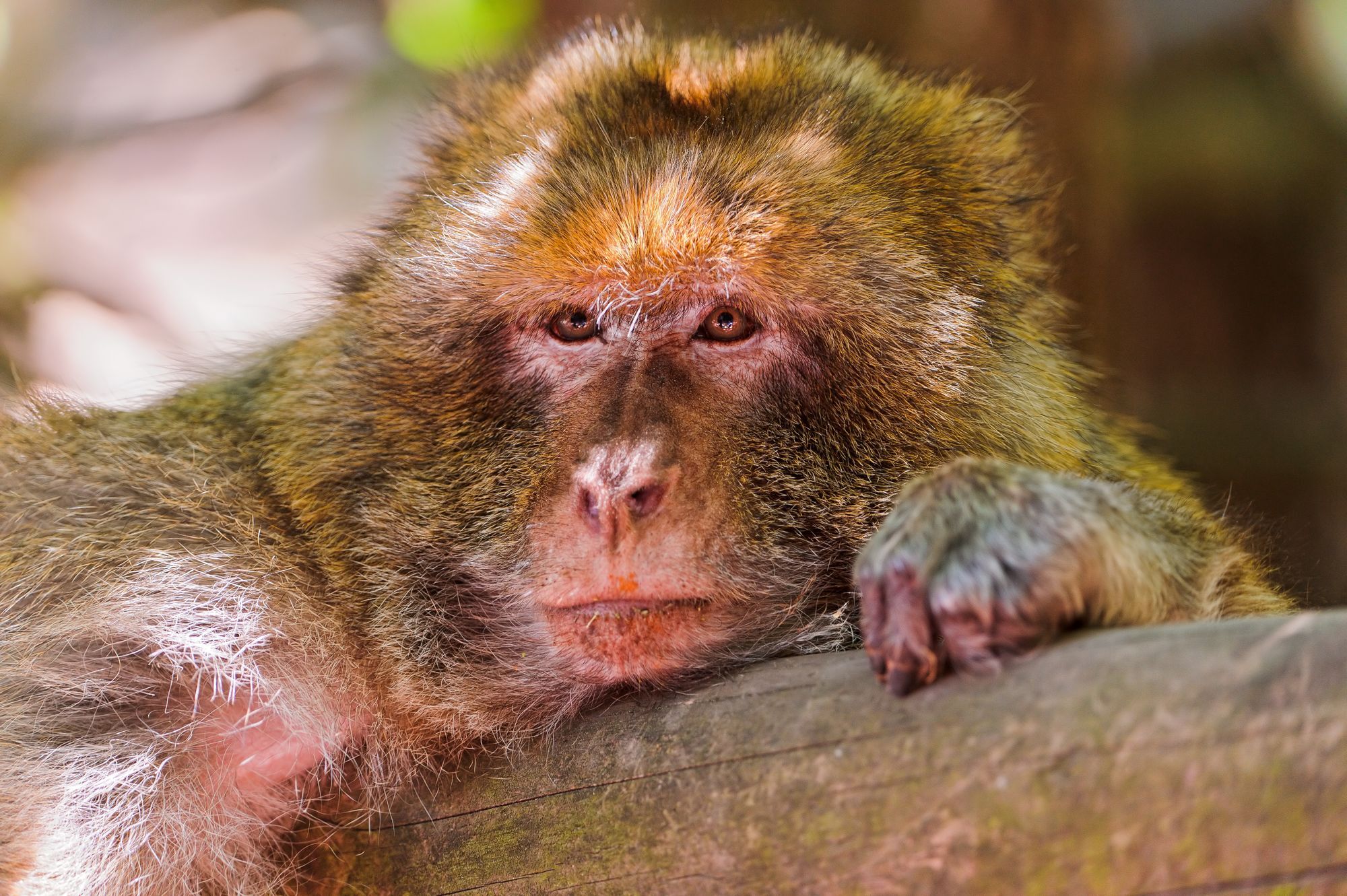 Macaque - Toque, Primates, Monkey, Wild animals, Zoo, The photo, Longpost, 