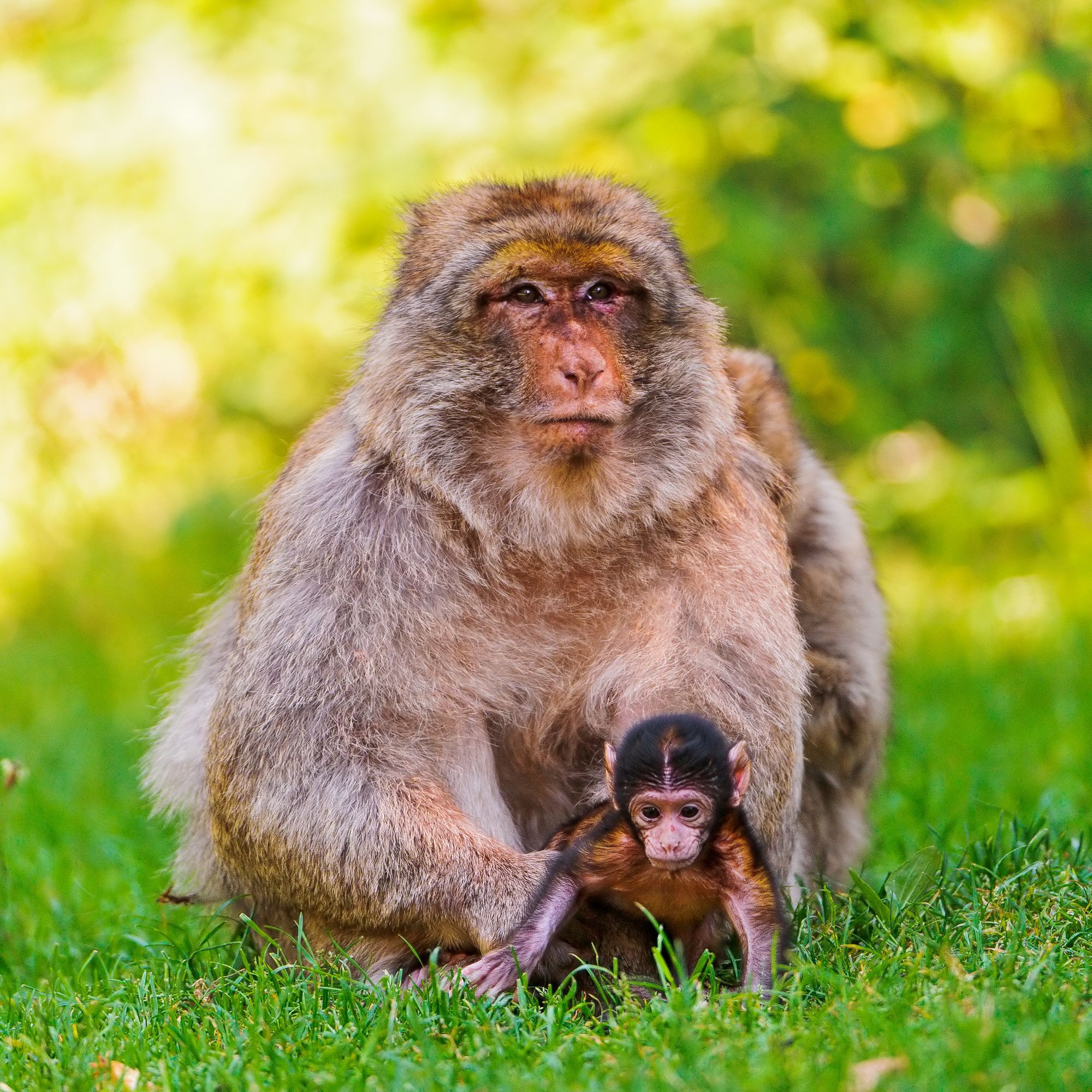 Macaque - Toque, Primates, Monkey, Wild animals, Zoo, The photo, Longpost, 