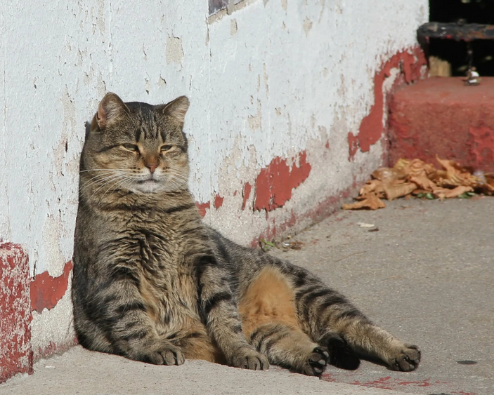 Пригрелся - Кот, Фотография, 