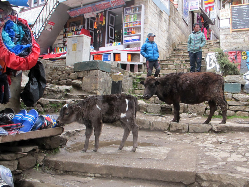 Trekking in Nepal: Everest Base Camp (EBC) via Gokio - My, Travels, Mountain tourism, Nepal, Everest, Tracking, The photo, Video, Youtube, Longpost, 