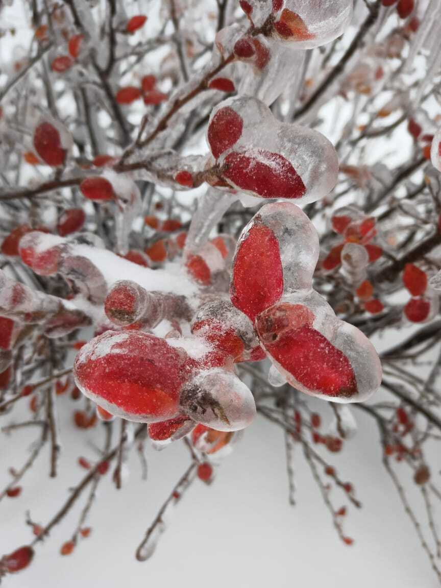 Freezing rain, Vladivostok - Vladivostok, The photo, Ice, Freezing rain, Longpost, 