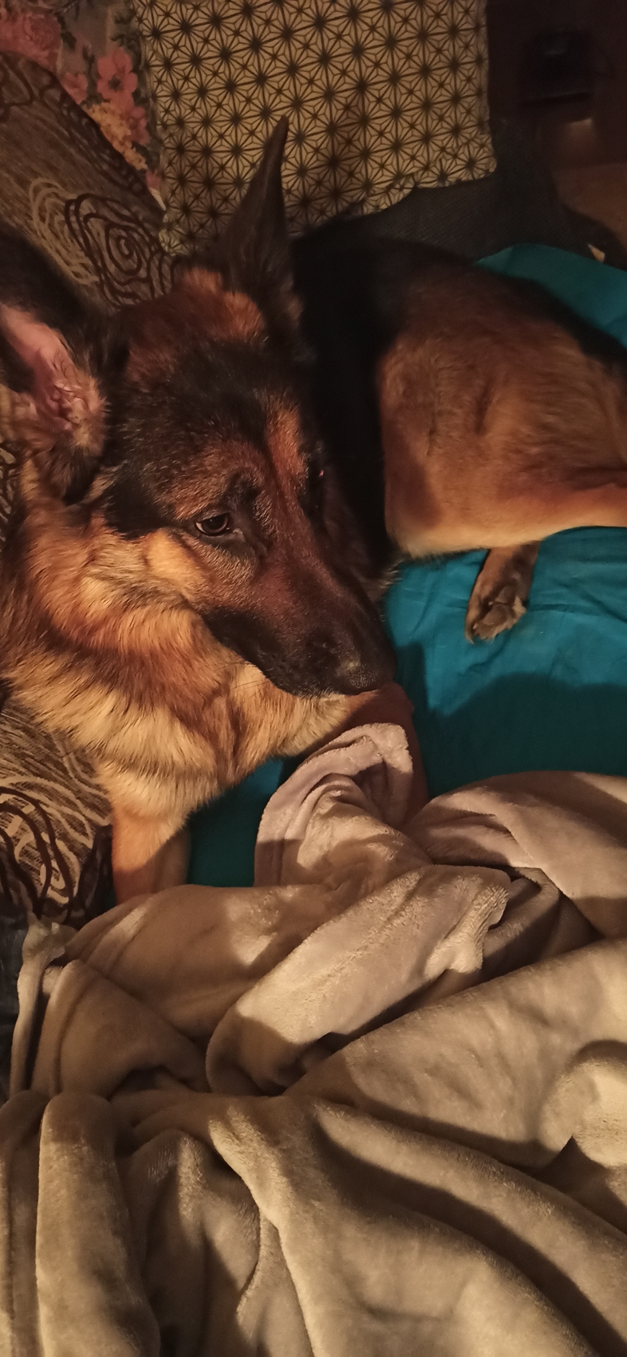 First it took my heart. - My, German Shepherd, Sheepdog, Dog, Longpost, , Pets