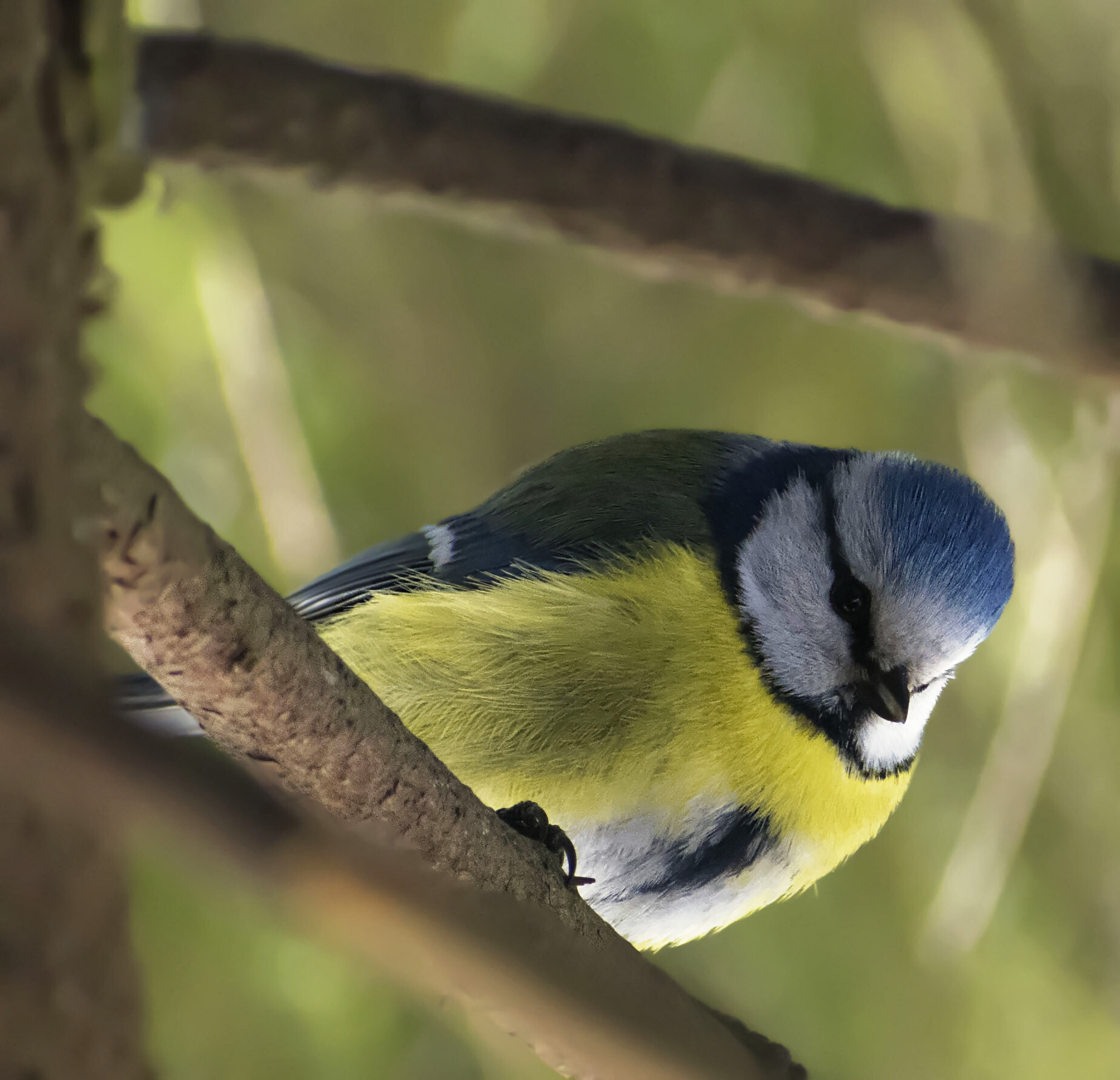 In anticipation of food - My, Birds, The nature of Russia, Nature, Tit, Lazorevka, Hobby, Photo hunting, March, Spring, 