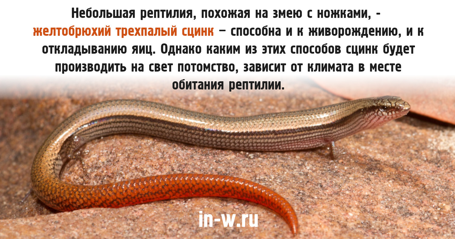 Желтобрюхий трехпалый сцинк – рептилия, застрявшая в эволюционной вилке |  Пикабу