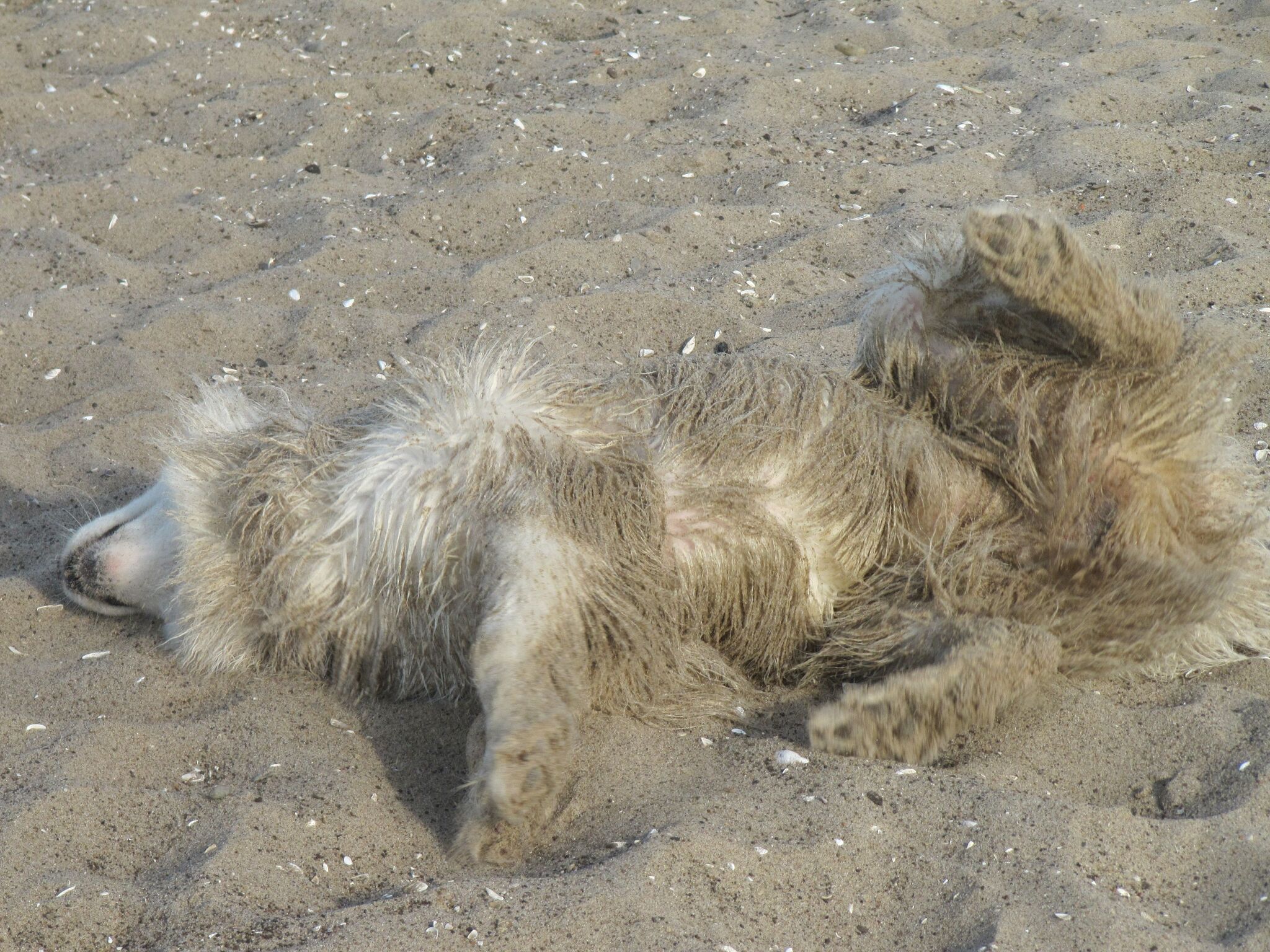 A sex rag after washing dirty floors? No, it's a Samoyed on the beach! - My, Samoyed, Dog, Dog North, The photo, Volzhsky, Walk, Video, Youtube, 