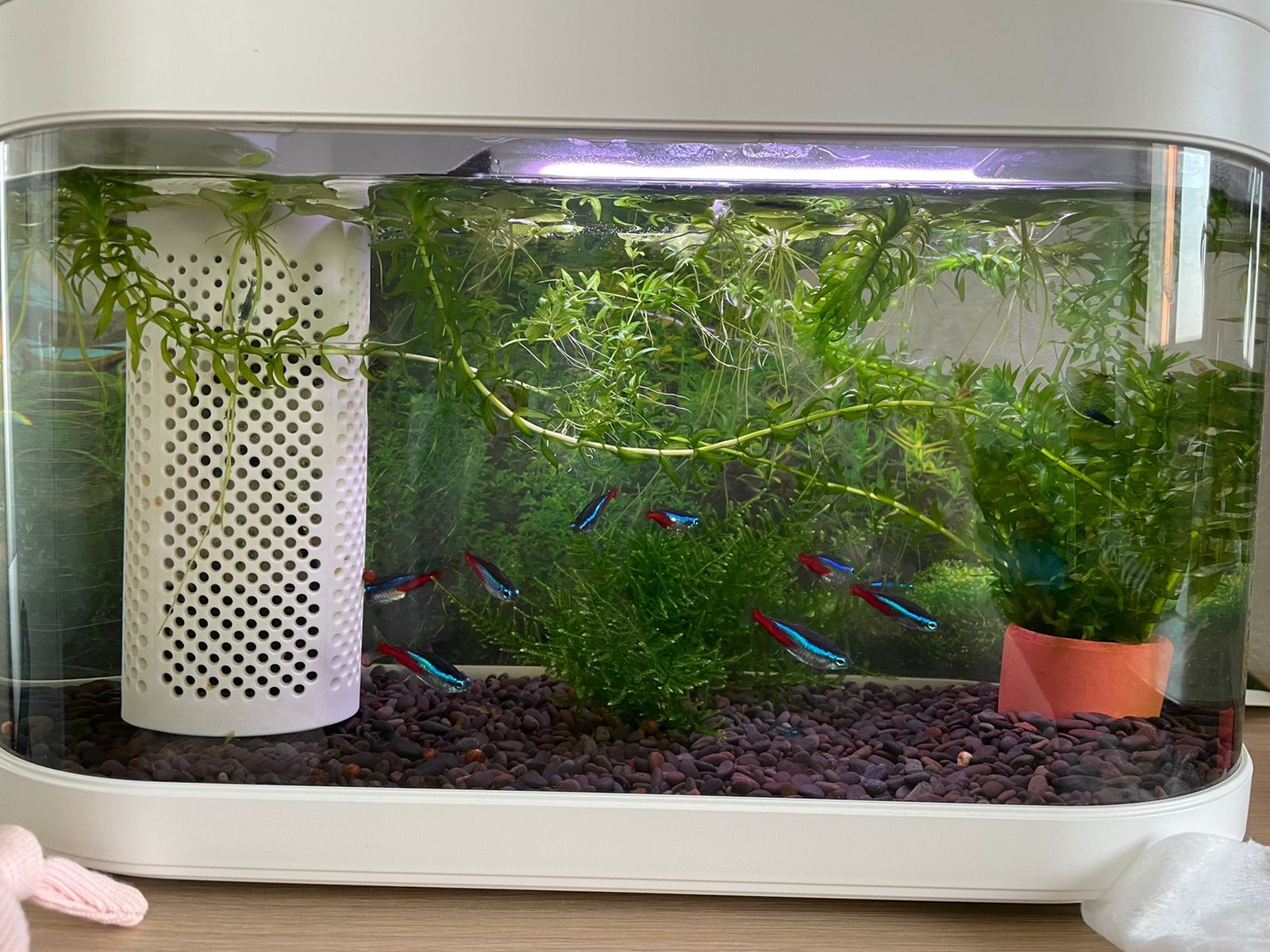 The first aquarium - My, Aquarium, Plants, Aquarium, Video, Longpost, 