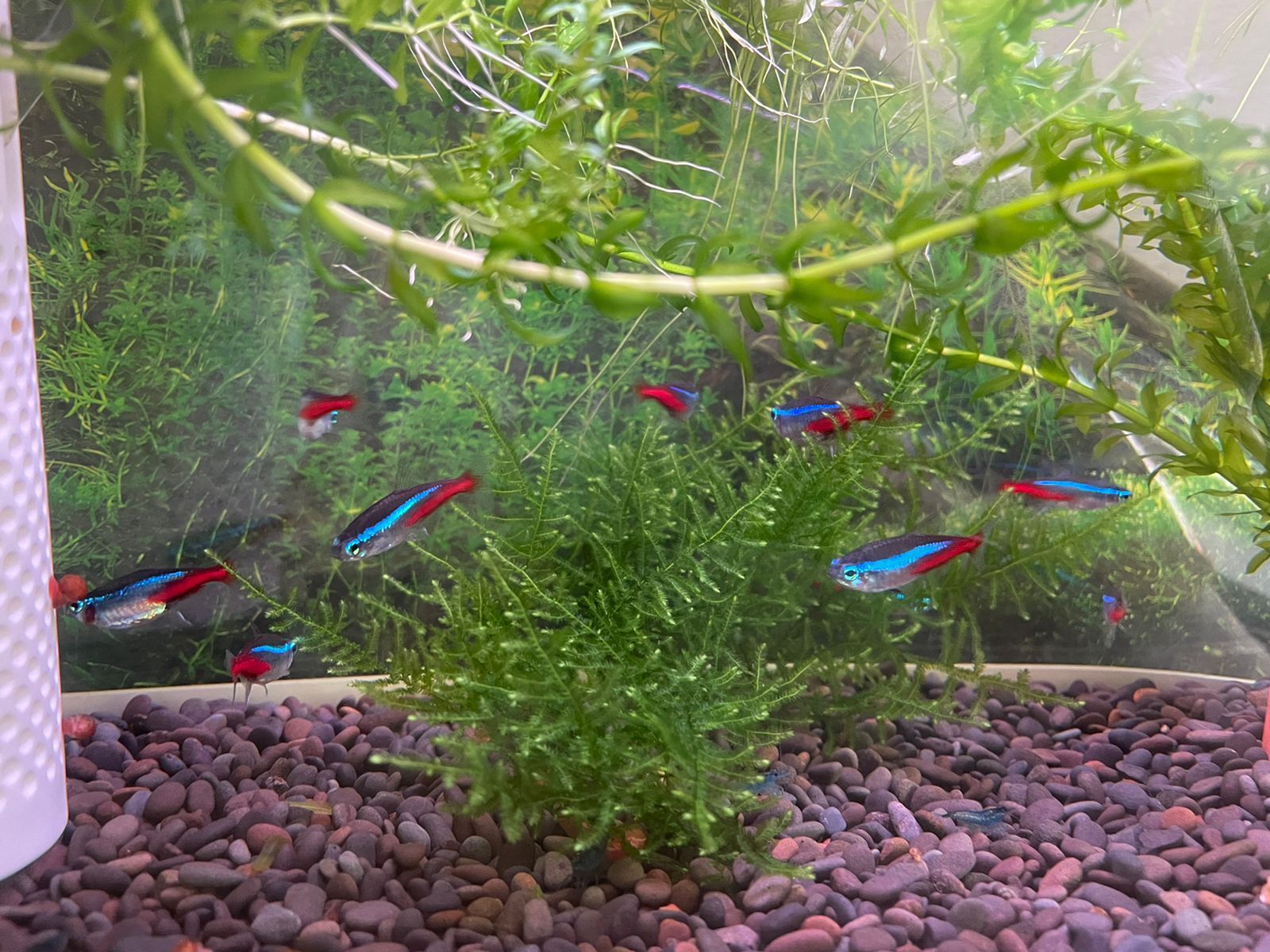 The first aquarium - My, Aquarium, Plants, Aquarium, Video, Longpost, 