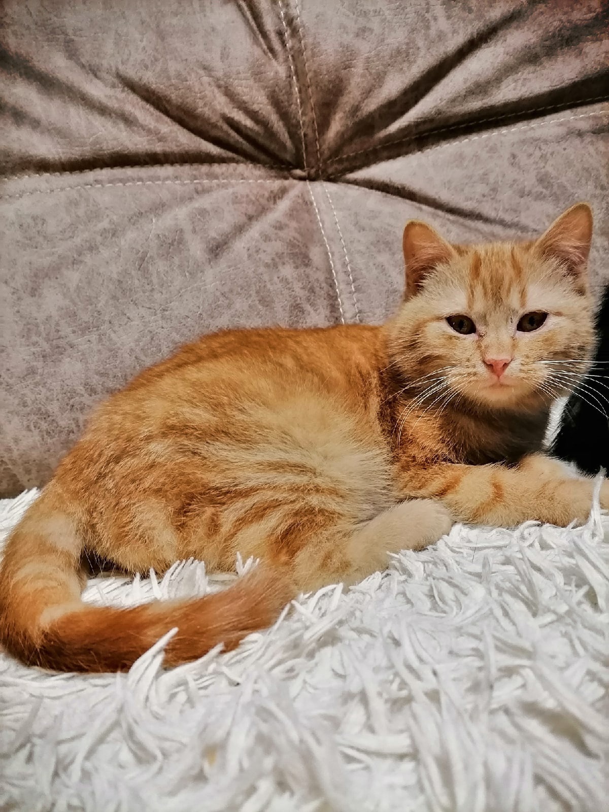 Red-haired baby Thomas, rescued from the street, is looking for his home. St. Petersburg and Leningrad region - My, In good hands, cat, Saint Petersburg, Leningrad region, No rating, Search, Helping animals, Vertical video, Video, Youtube, Reply to post, Longpost, The strength of the Peekaboo, 