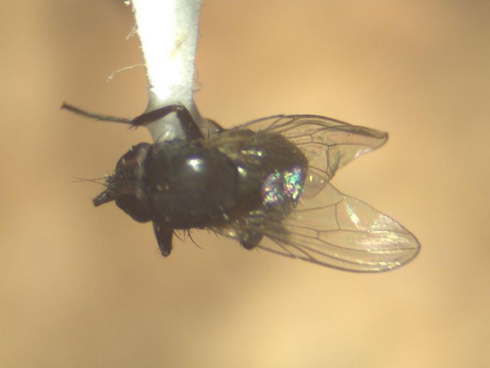 Piltdown Fly - Entomology, Муха, Piltdown Man, Research, Longpost, 