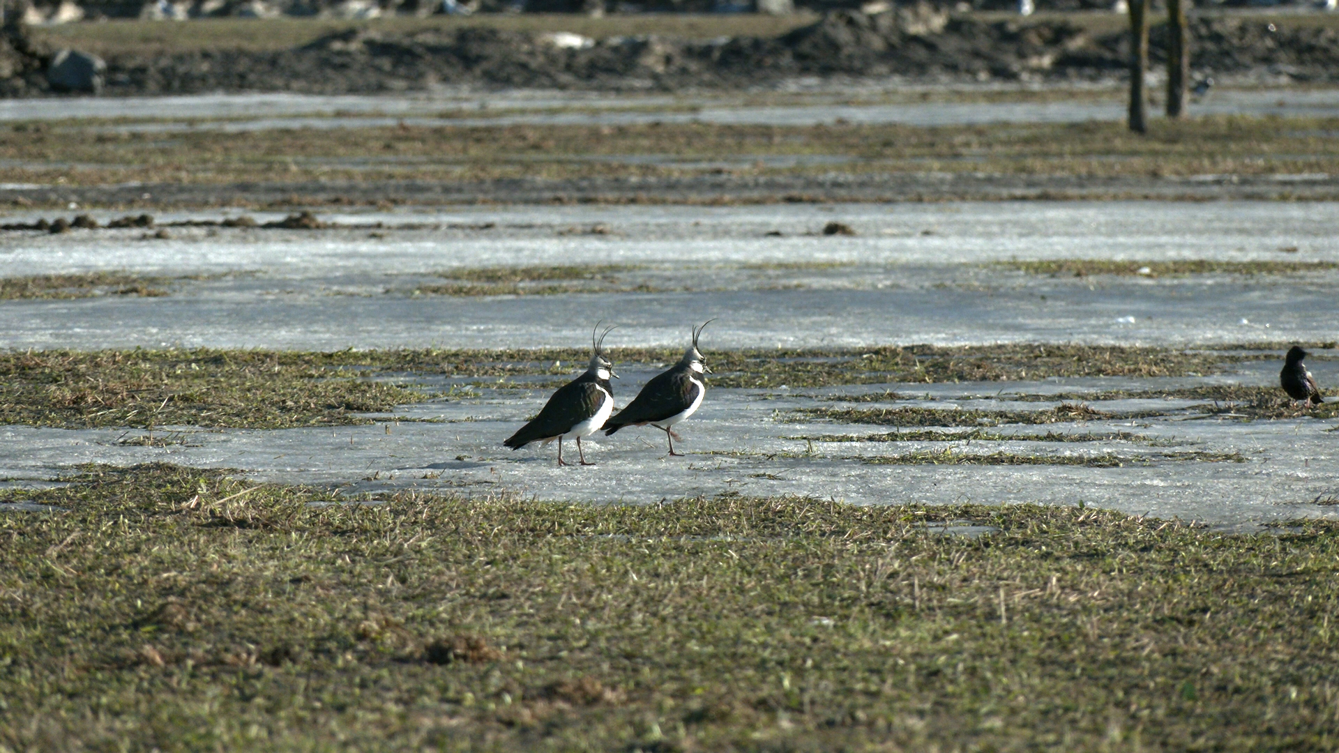 PIGS RETURNED TO ST. PETERSBURG - My, Lapwing, Spring, Birds, Bird watching, The nature of Russia, wildlife, Each creature has a pair, Pavel Glazkov, Longpost, 