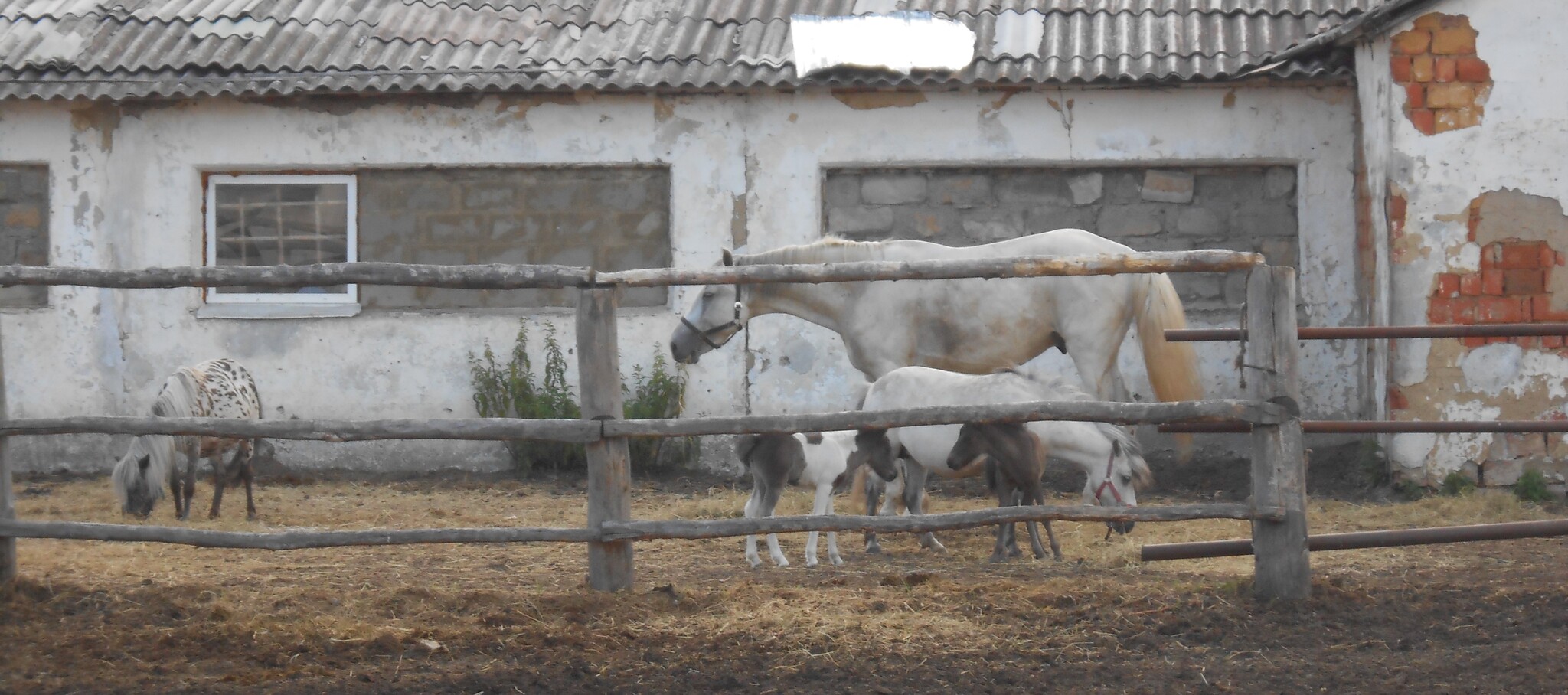 Mystical Stable, 2017, longpost - My, Adventures, Saransk, Mordovia, Stable, Abandoned, Longpost, Mystic, 