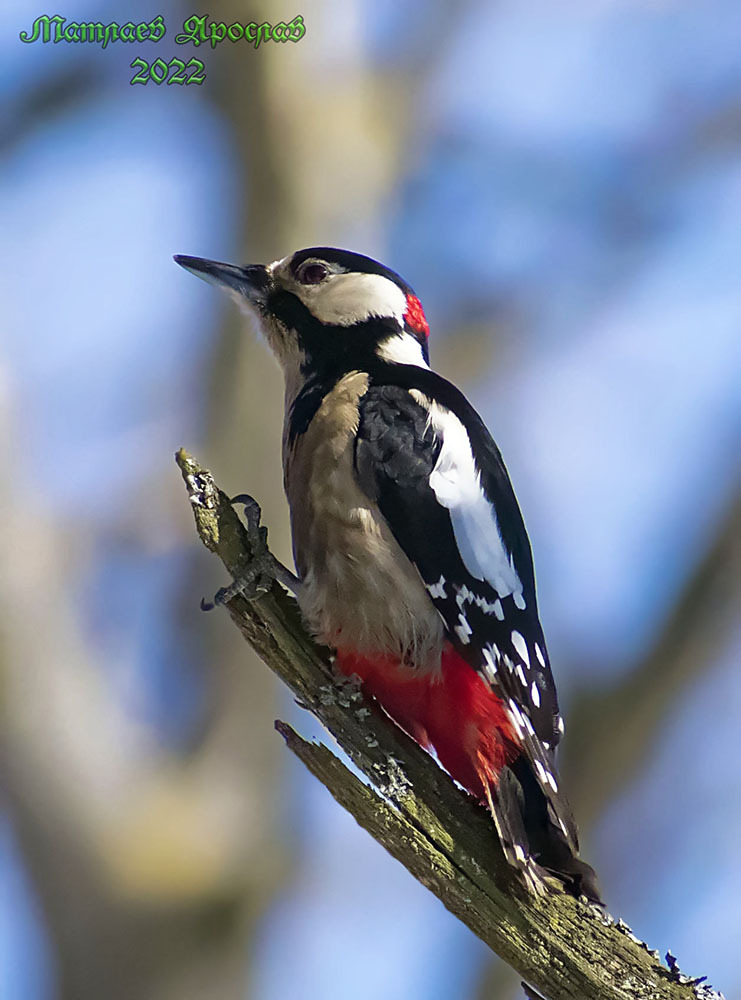 The weather is so nice that it's suspicious. - My, Birds, The nature of Russia, Ornithology, Nature, Spring, Schelkovo, Hobby, The photo, Photo hunting, Video, Longpost, 