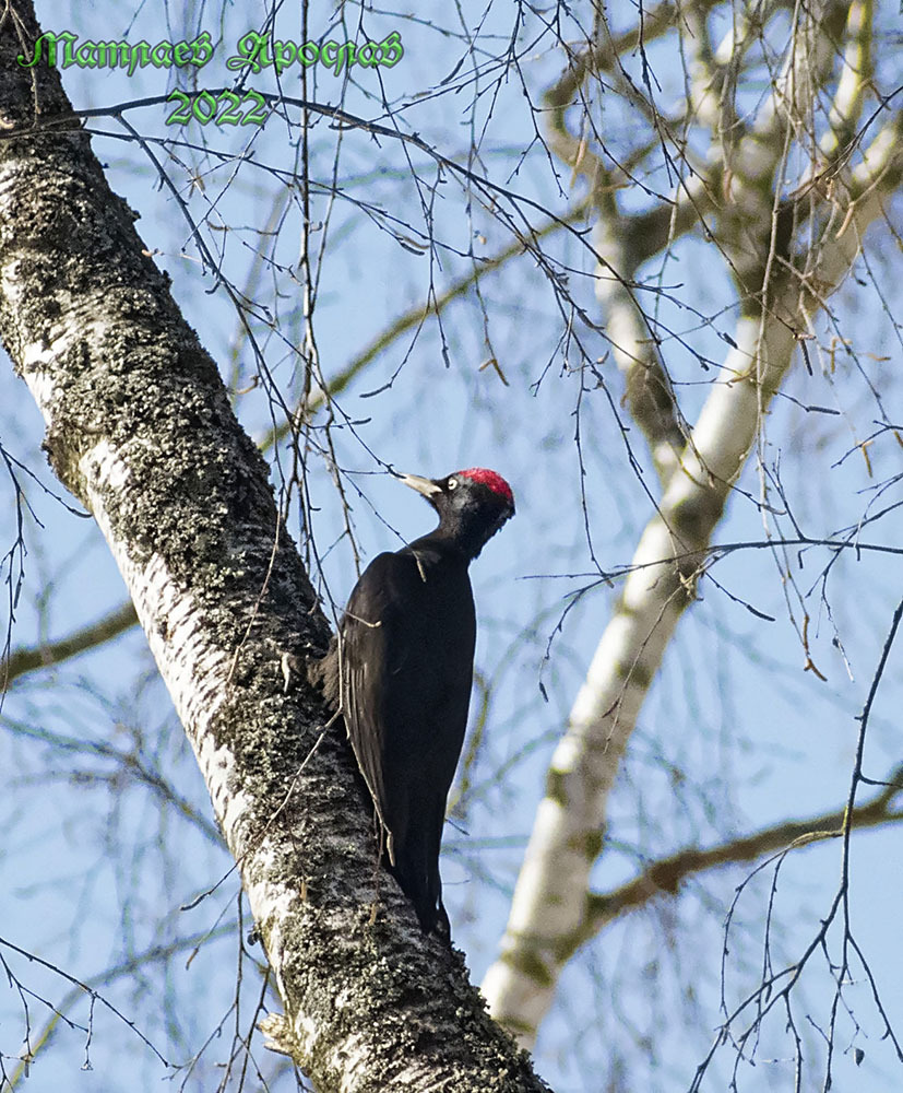 The weather is so nice that it's suspicious. - My, Birds, The nature of Russia, Ornithology, Nature, Spring, Schelkovo, Hobby, The photo, Photo hunting, Video, Longpost, 