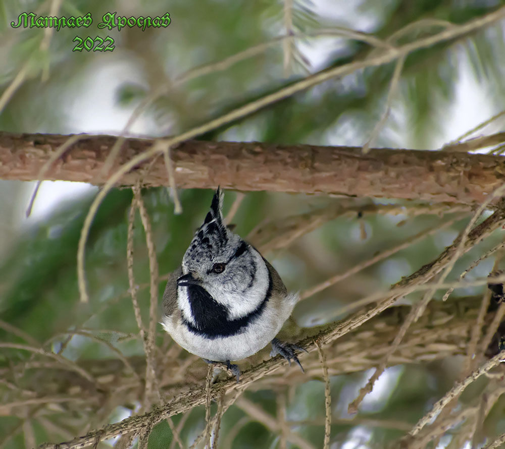 The weather is so nice that it's suspicious. - My, Birds, The nature of Russia, Ornithology, Nature, Spring, Schelkovo, Hobby, The photo, Photo hunting, Video, Longpost, 