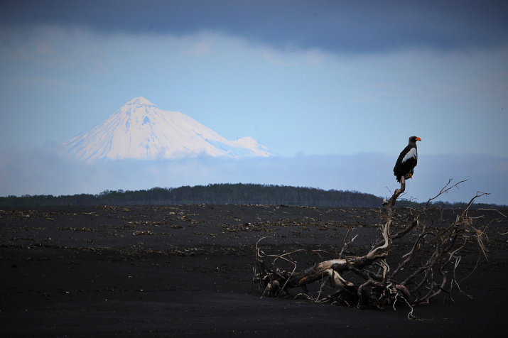 The Equanimity of Being - Bald eagle, Kamchatka, Дальний Восток, Hawks, Rare view, Red Book, Predator birds, Eagle, The photo, Russian Geographical Society, wildlife, Birds, beauty of nature, Beautiful view, 