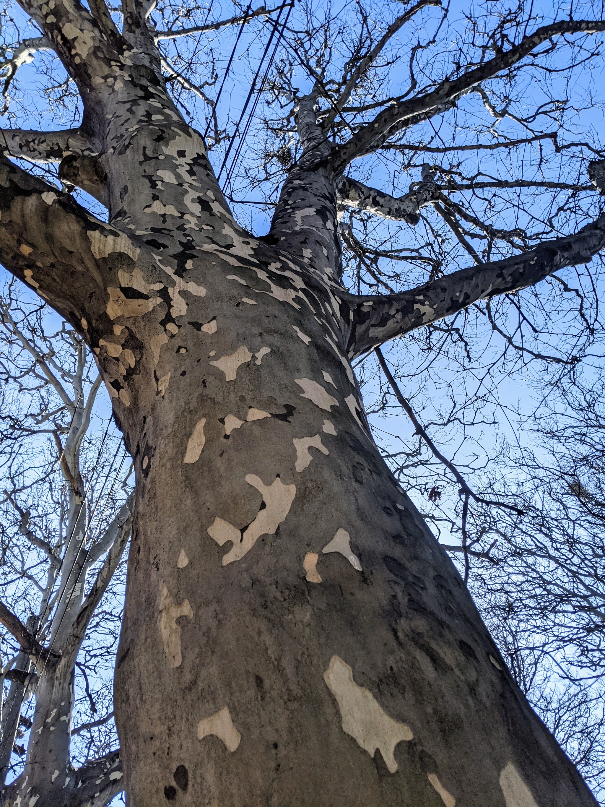 Voysna came... trees in camouflage dressed - My, The photo, Mobile photography, Tree, Interesting, Odessa, 