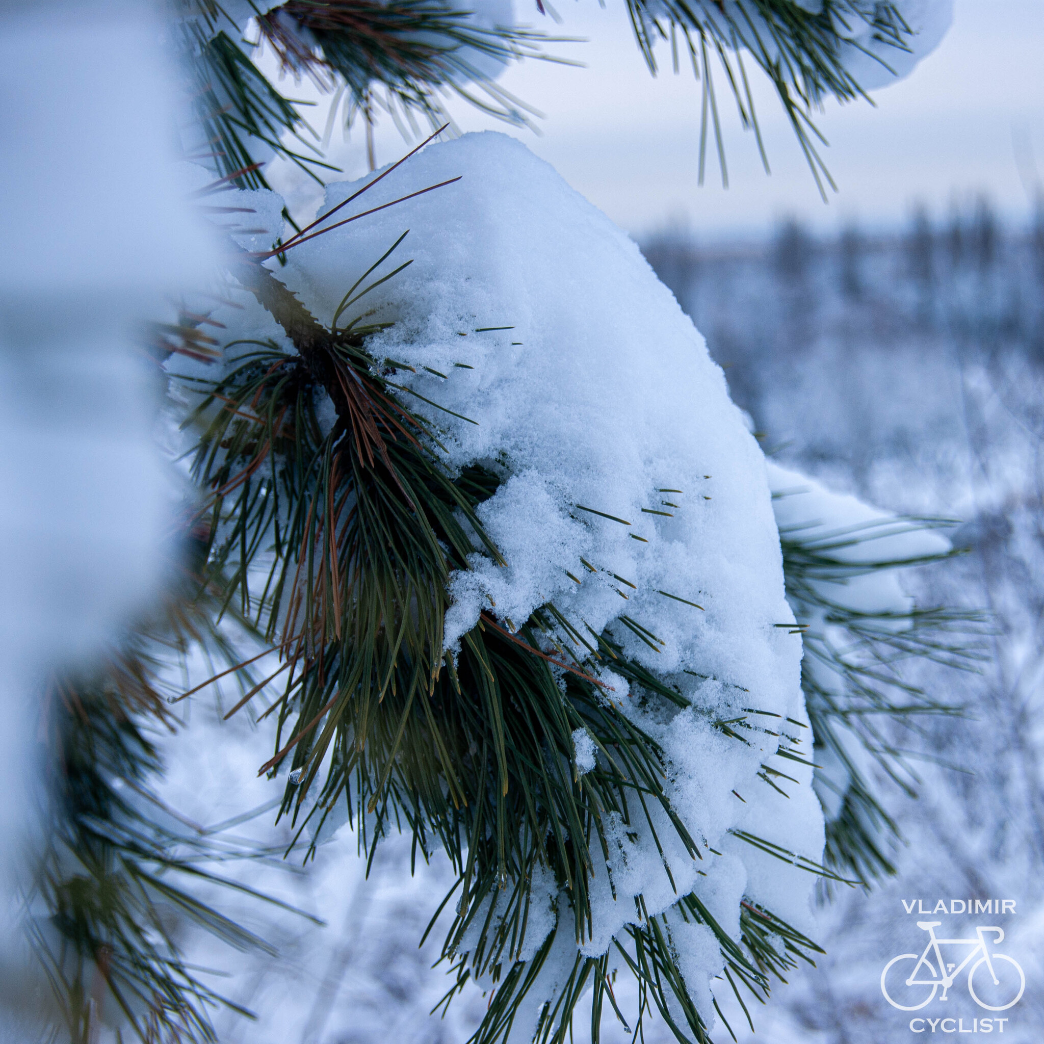 A little winter - My, The photo, Beginning photographer, 