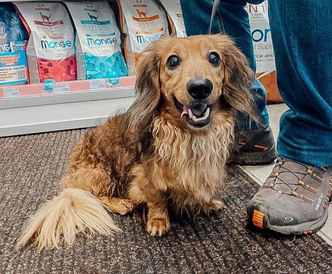 Dilute the cats - My, Long-haired dachshund, Positive, Dog, Pets, 