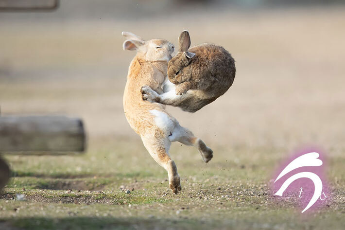 Japanese rabbits follow the precepts of the ninja. Air battle! - Rabbit, Animals, The photo, Martial arts, Okunoshima, Takayuki Nakamura, Japan, 