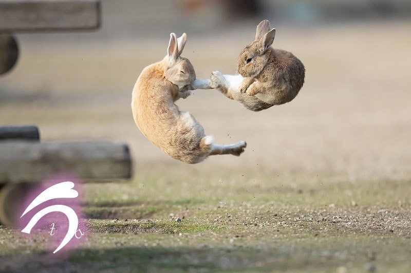 Japanese rabbits follow the precepts of the ninja. Air battle! - Rabbit, Animals, The photo, Martial arts, Okunoshima, Takayuki Nakamura, Japan, 