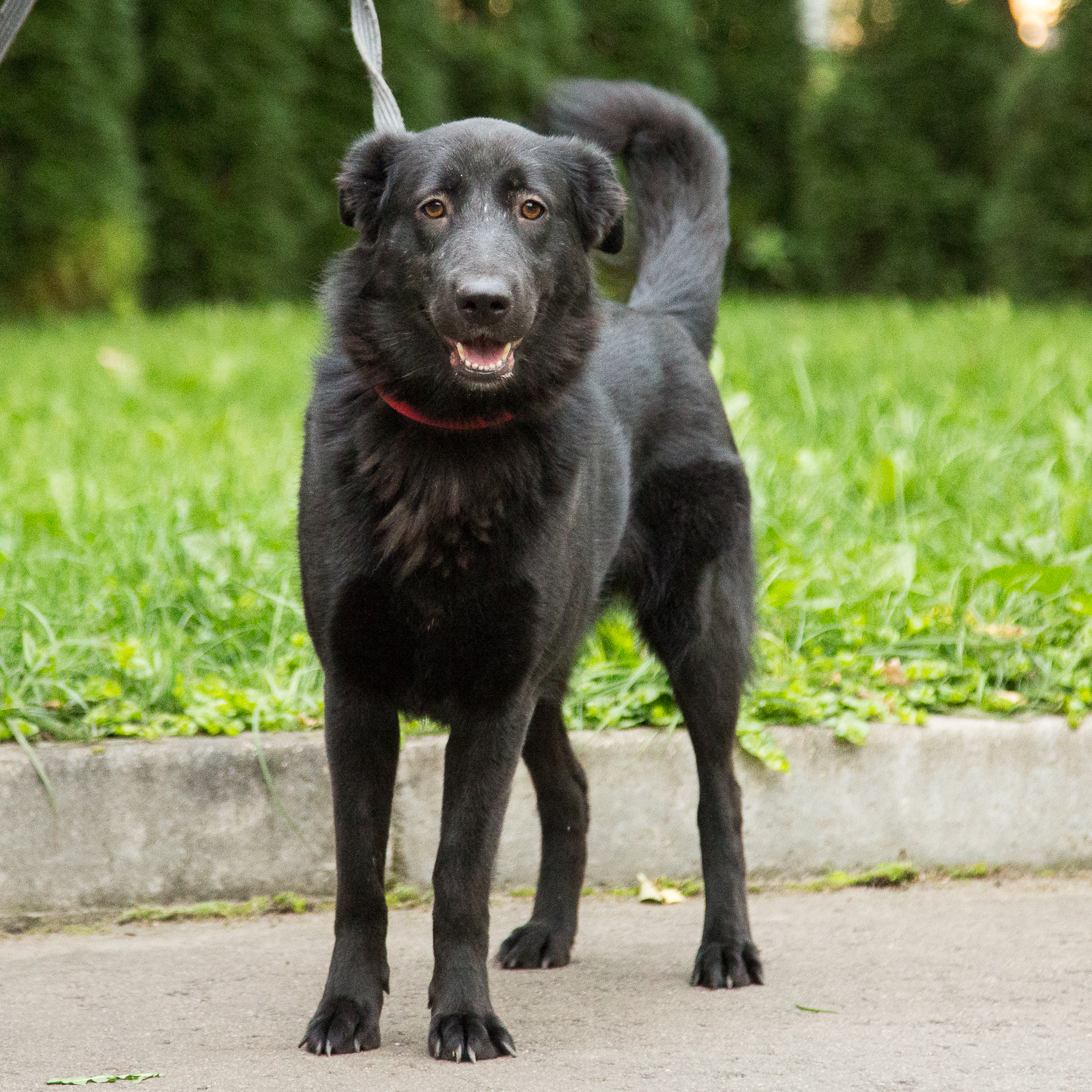 Mickey. Already taken away. There were 0 responses. But maybe there was some chance left... - Homeless animals, Helping animals, In good hands, Animal shelter, Animal Rescue, Help, No rating, Moscow region, The strength of the Peekaboo, Подмосковье, Longpost, , Dog