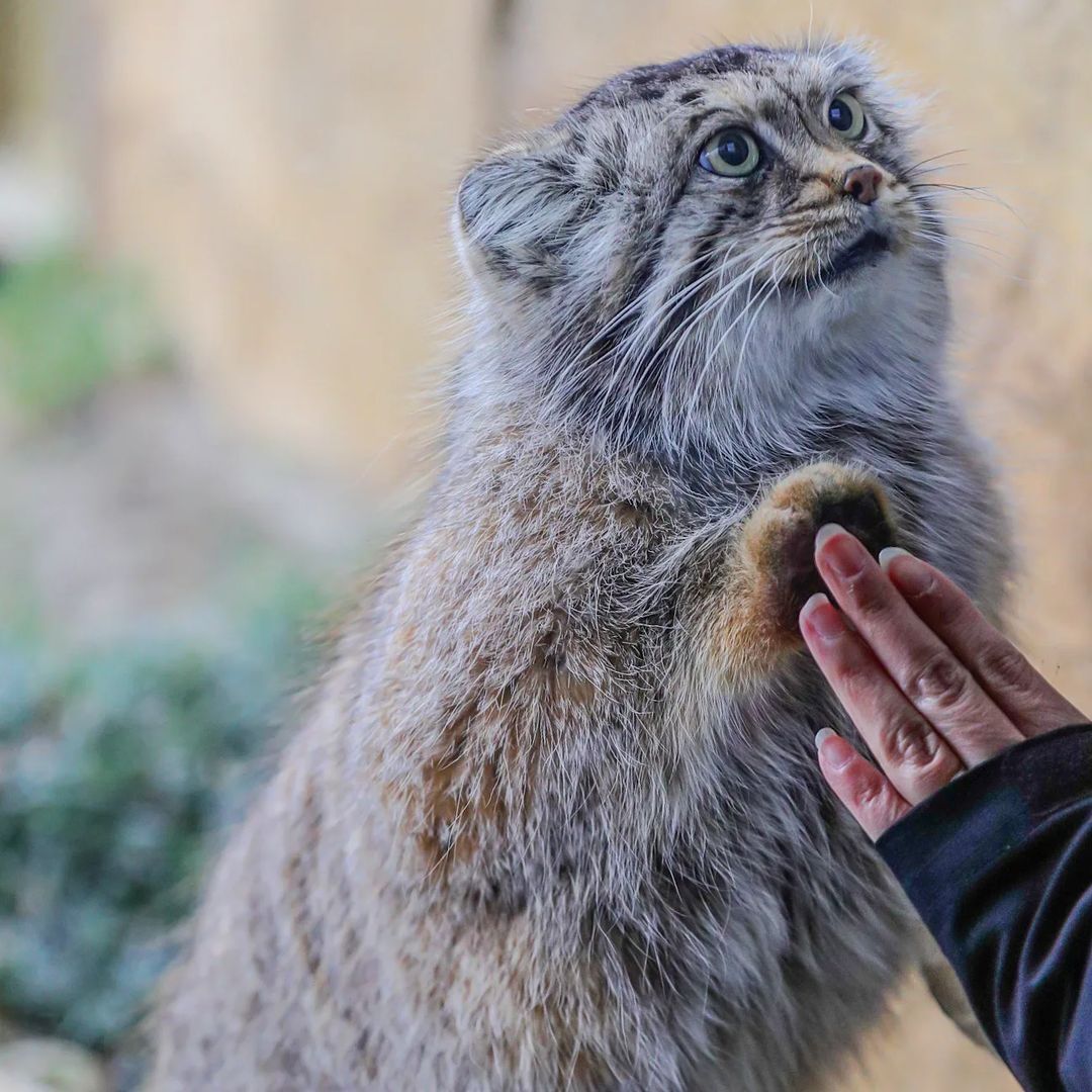 Break the barrier and pet the cat finally... - Pallas' cat, Small cats, Cat family, Fluffy, Milota, Pet the cat, Predatory animals, Wild animals, Yokohama, Japan, Zoo, Rare view, Red Book, Positive, Behind the glass, 