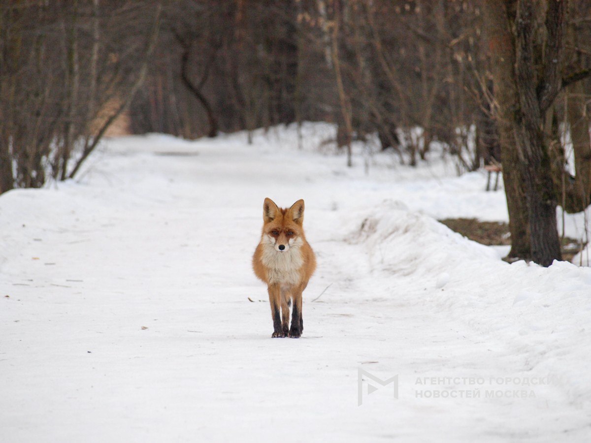 Fox in the park Kuzminki-Lyublino - Moscow, Fox, Kuzminki, Lyublino, Longpost, 