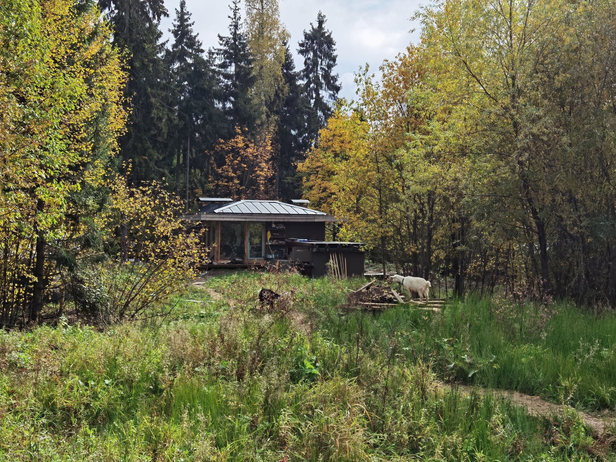 Life in a forest swamp - My, Father, Outside the city, House in the woods, Forest, Building, With your own hands, Longpost, 