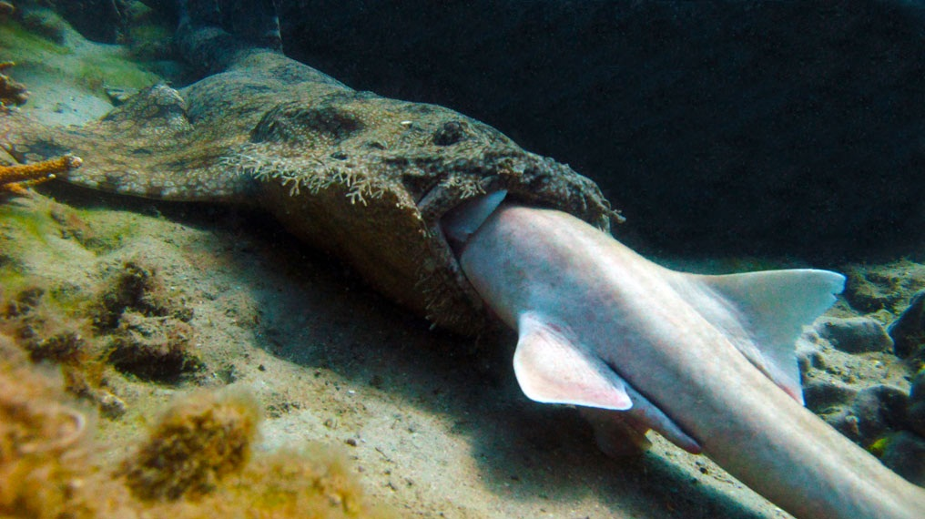 Carpet shark - shark not like everyone else - My, Animals, Shark, Penza Oceanarium, Penza, Video, Longpost, Carpet shark, 