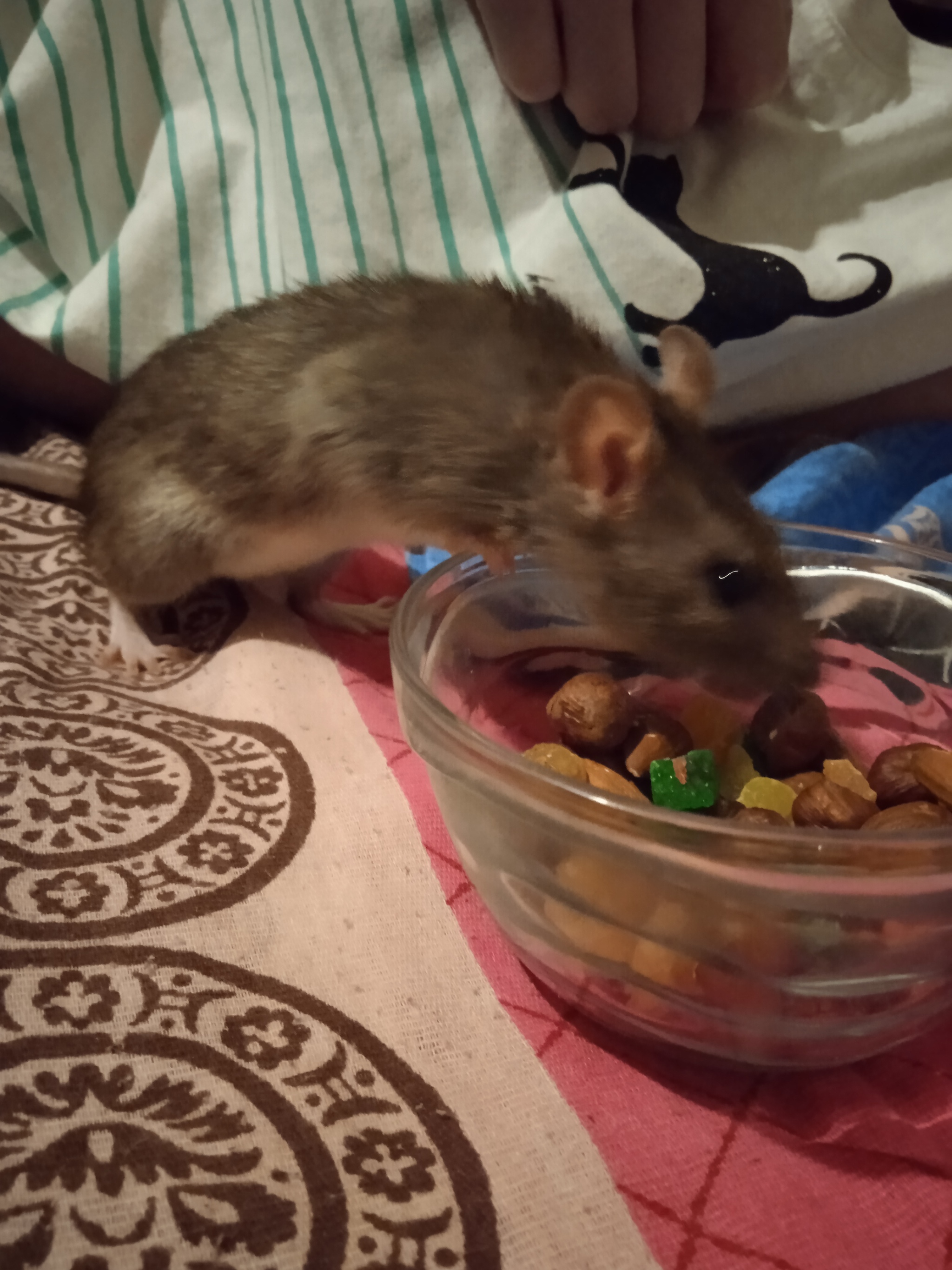 That's my rat - My, Rat, Animals, Longpost, 