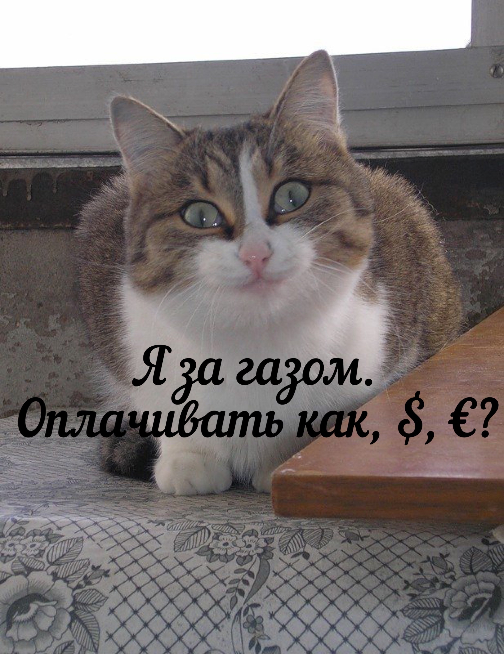 I'm behind the gas - My, Gas, Ruble, Dollars, cat, Humor, Longpost, , Picture with text