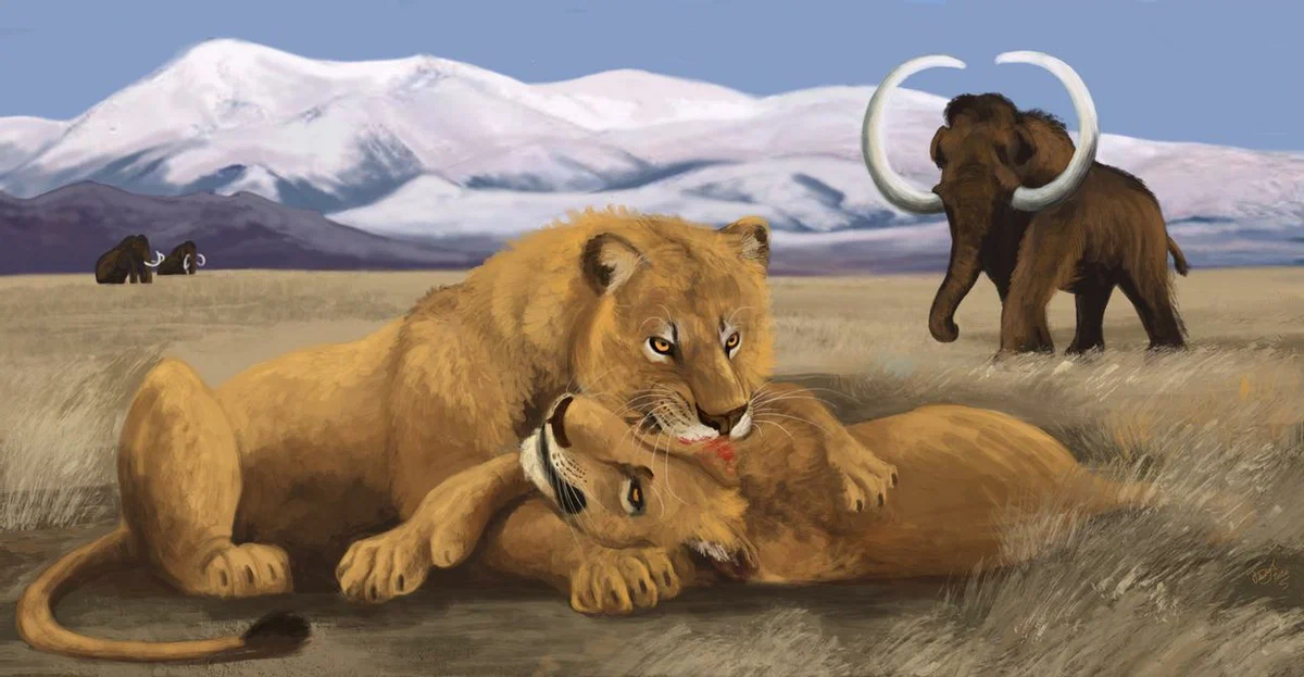 Cave Lion: Nightmare of bulls and bears for thousands of years, but could not defeat the most dangerous predator of the planet (the first people) - Cave Lion, a lion, Extinct species, Paleontology, Animal book, Yandex Zen, Longpost, 