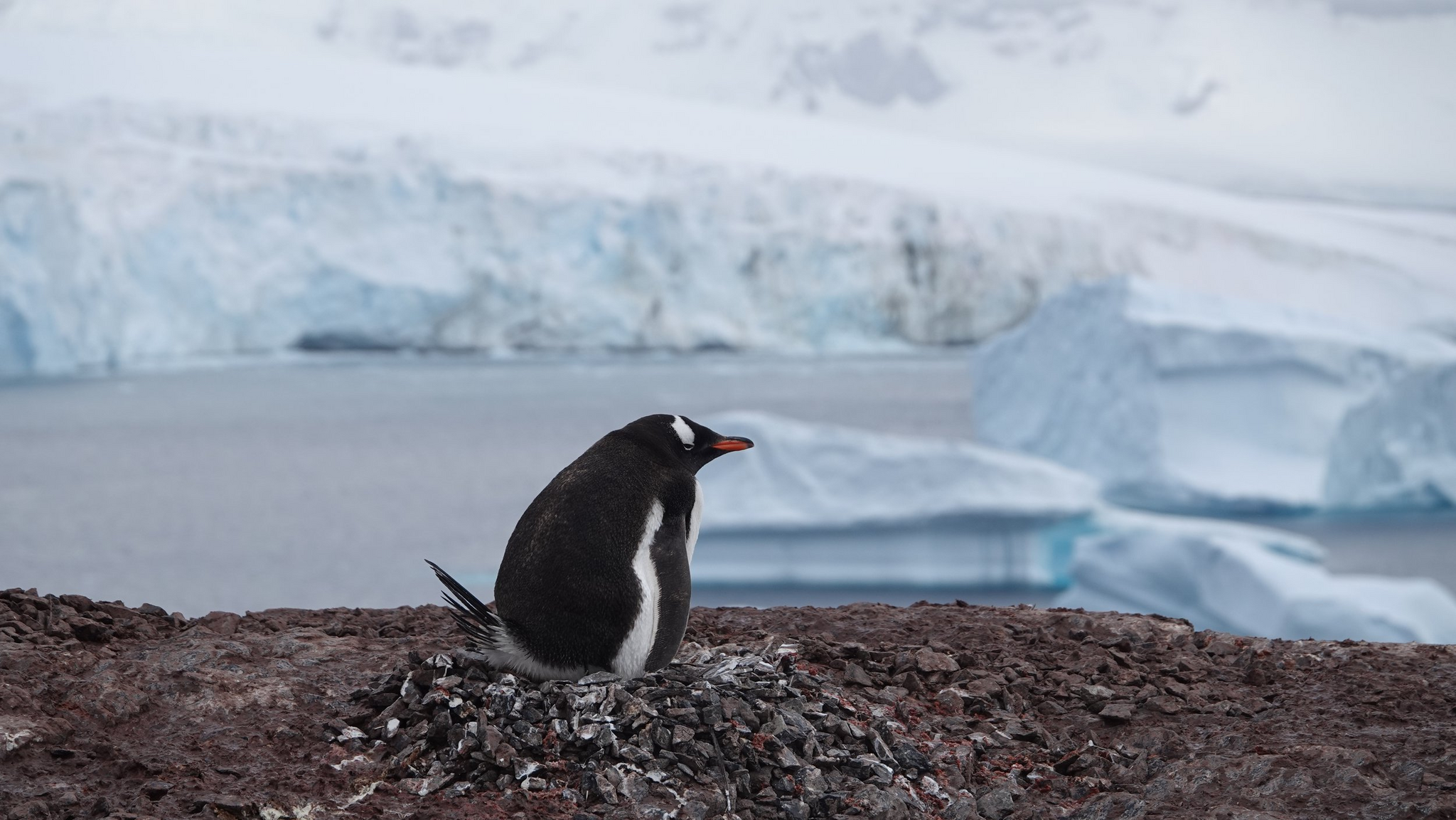 Papuan penguins on the Antarctic Peninsula - Penguins, Birds, Antarctica, beauty of nature, wildlife, The photo, The national geographic, Jaromir, Southern hemisphere, Informative, Longpost, 