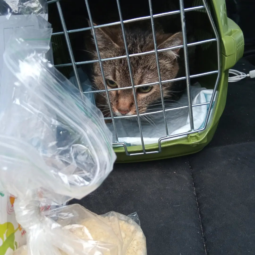 Abandoned in the stairwell Plush, who was dying a few weeks ago (pyometra), is driving home today. - My, cat, Animal Rescue, Longpost, 