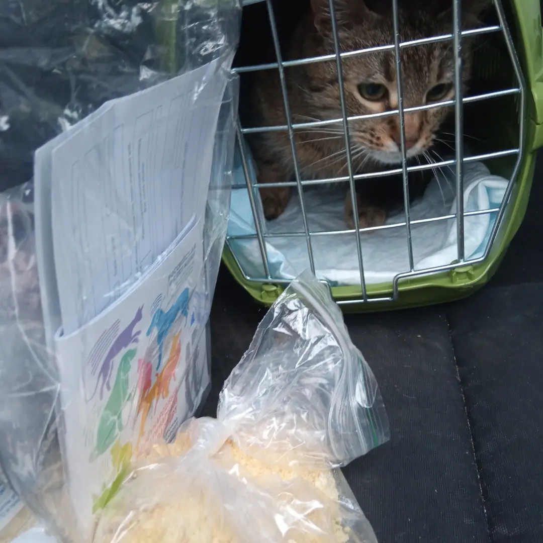 Abandoned in the stairwell Plush, who was dying a few weeks ago (pyometra), is driving home today. - My, cat, Animal Rescue, Longpost, 