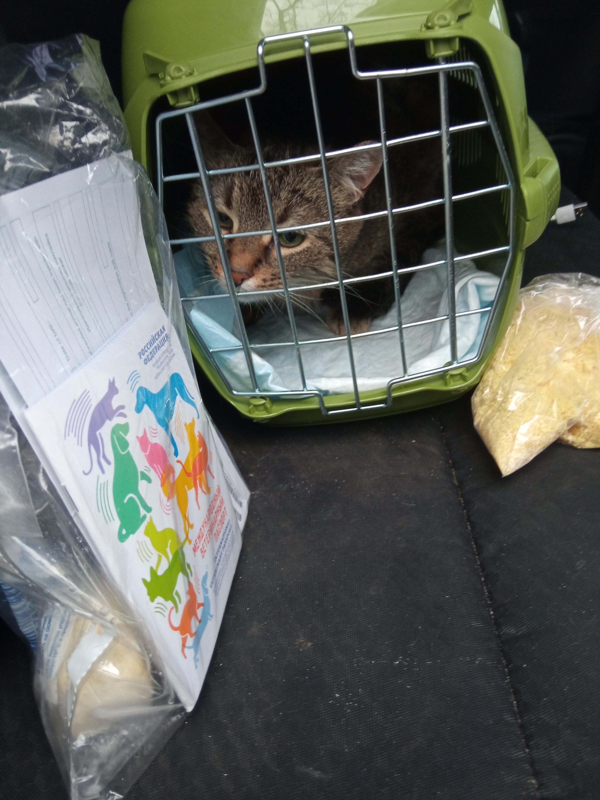 Abandoned in the stairwell Plush, who was dying a few weeks ago (pyometra), is driving home today. - My, cat, Animal Rescue, Longpost, 