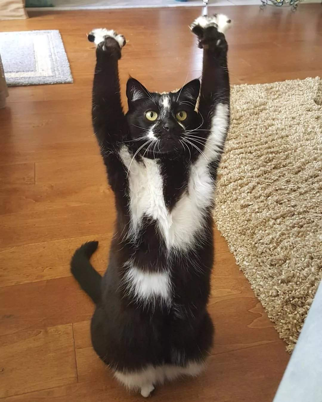 Hands up - cat, The photo, 