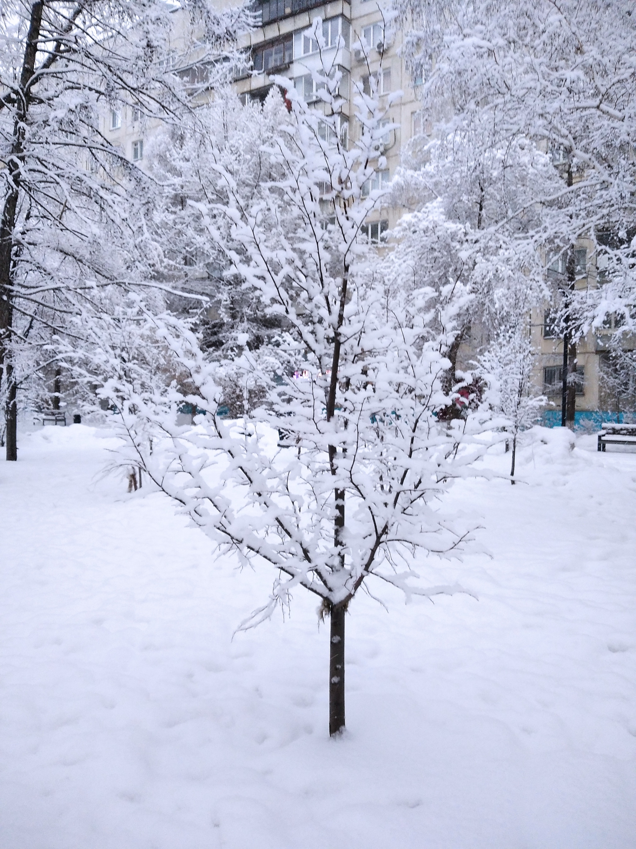 Весна (фото от 15 марта этого года:) - Моё, Снег, Весна, Длиннопост, 