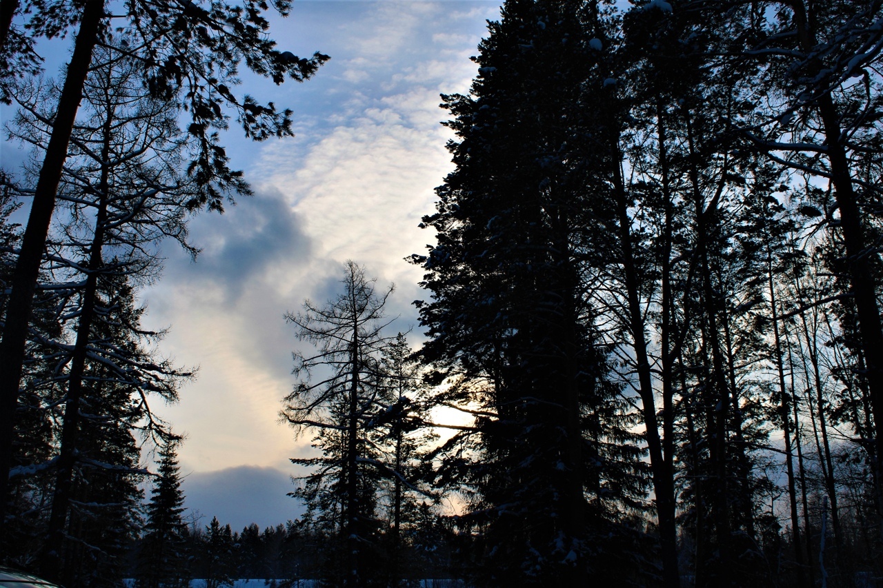 Winter forest - My, Winter, Tourism, Snow, The photo, Longpost, 