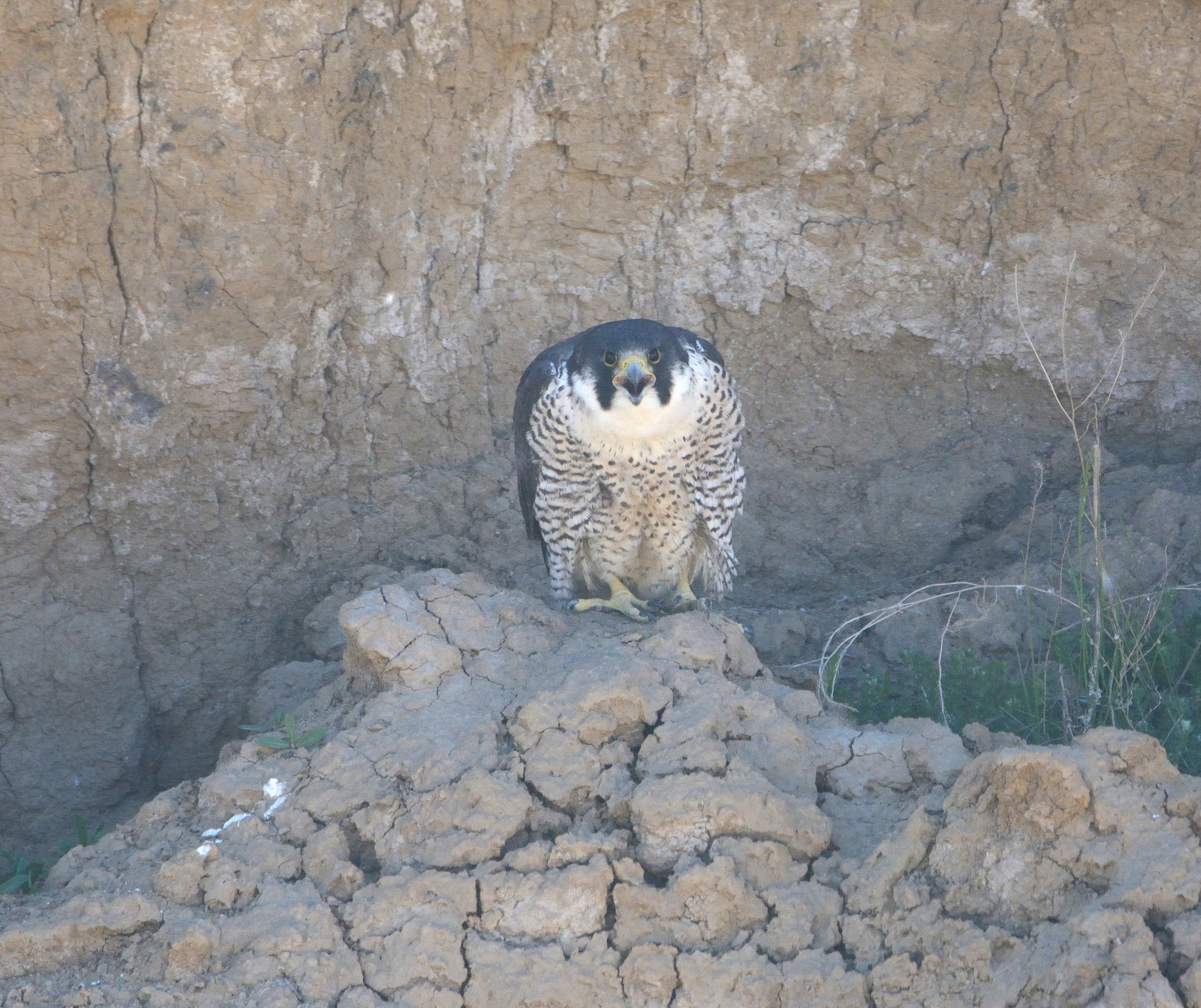 Photosafari in Siberia - My, Dream, Disappointment, A life, Luck, Madness, Longpost, Birds, The photo, Siberia, Safari, 