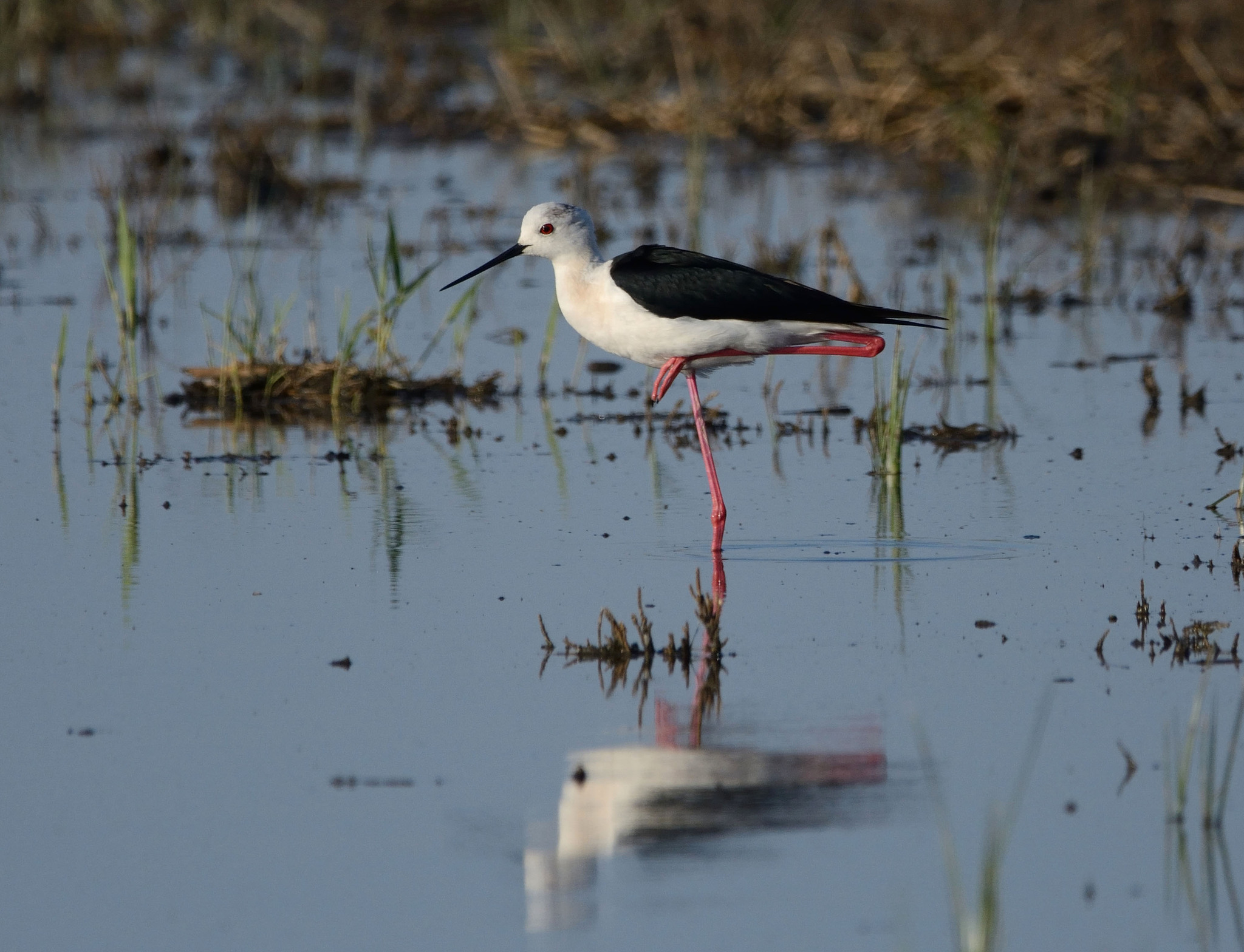 Photosafari in Siberia - My, Dream, Disappointment, A life, Luck, Madness, Longpost, Birds, The photo, Siberia, Safari, 