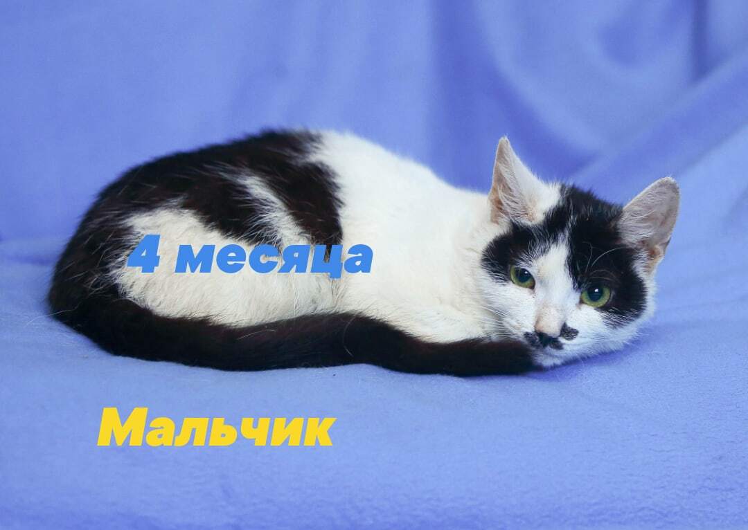 Philemon is looking for kind pens - In good hands, Animal shelter, Kittens, Moscow, cat, No rating